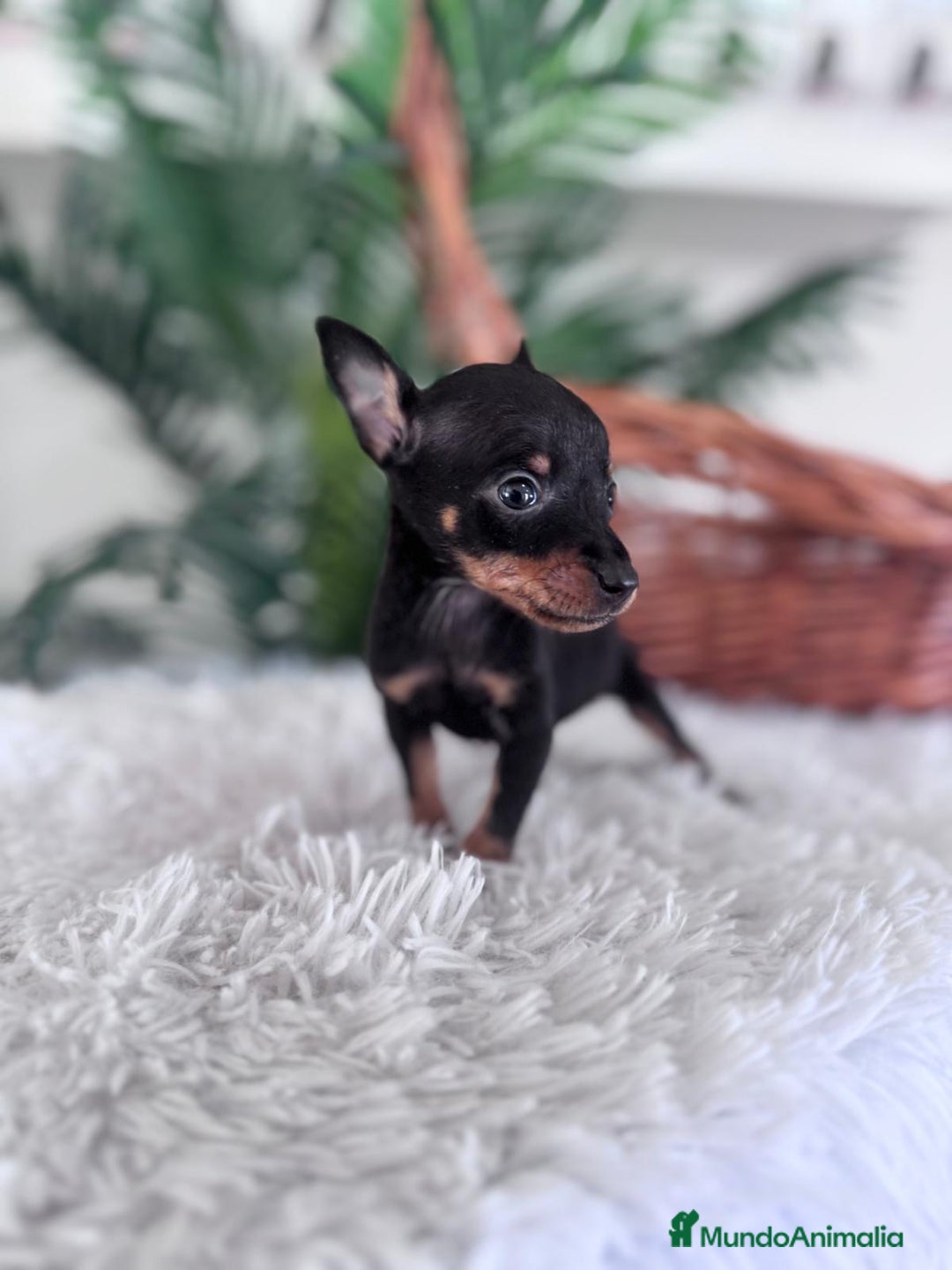 Pinscher Miniatura perros en venta: MINI PINSCHER MUNIATURA - Anuncio 21