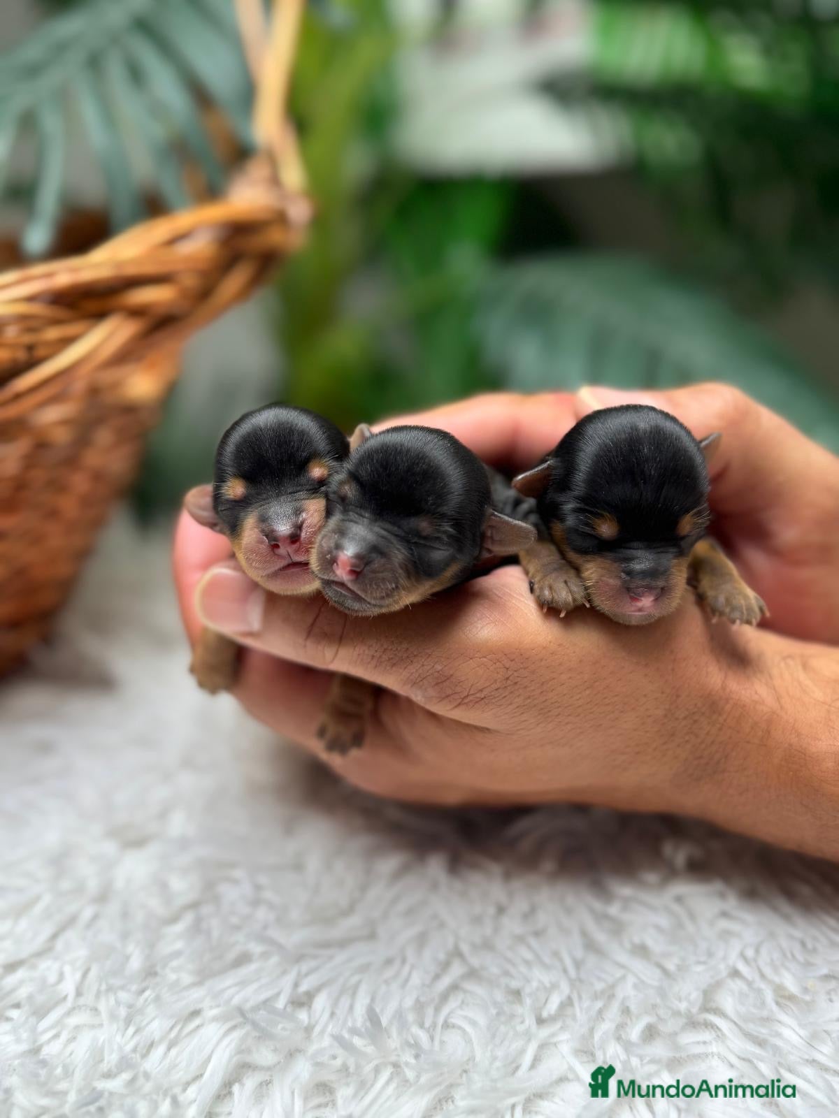 Yorkshire Terrier perros en venta: YORKSHIRE TERRIER - Anuncio 21