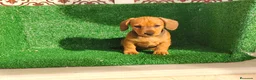 Teckel Miniatura perros en venta: Teckel miniatura  - Anuncio 9