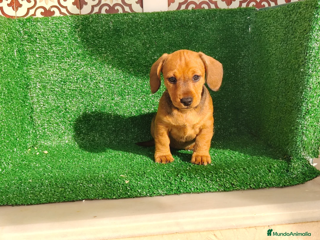 Teckel Miniatura perros en venta: Teckel miniatura  - Anuncio 9