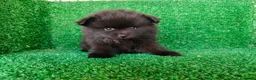 Pomerania perros en venta: pomerania - Anuncio 7