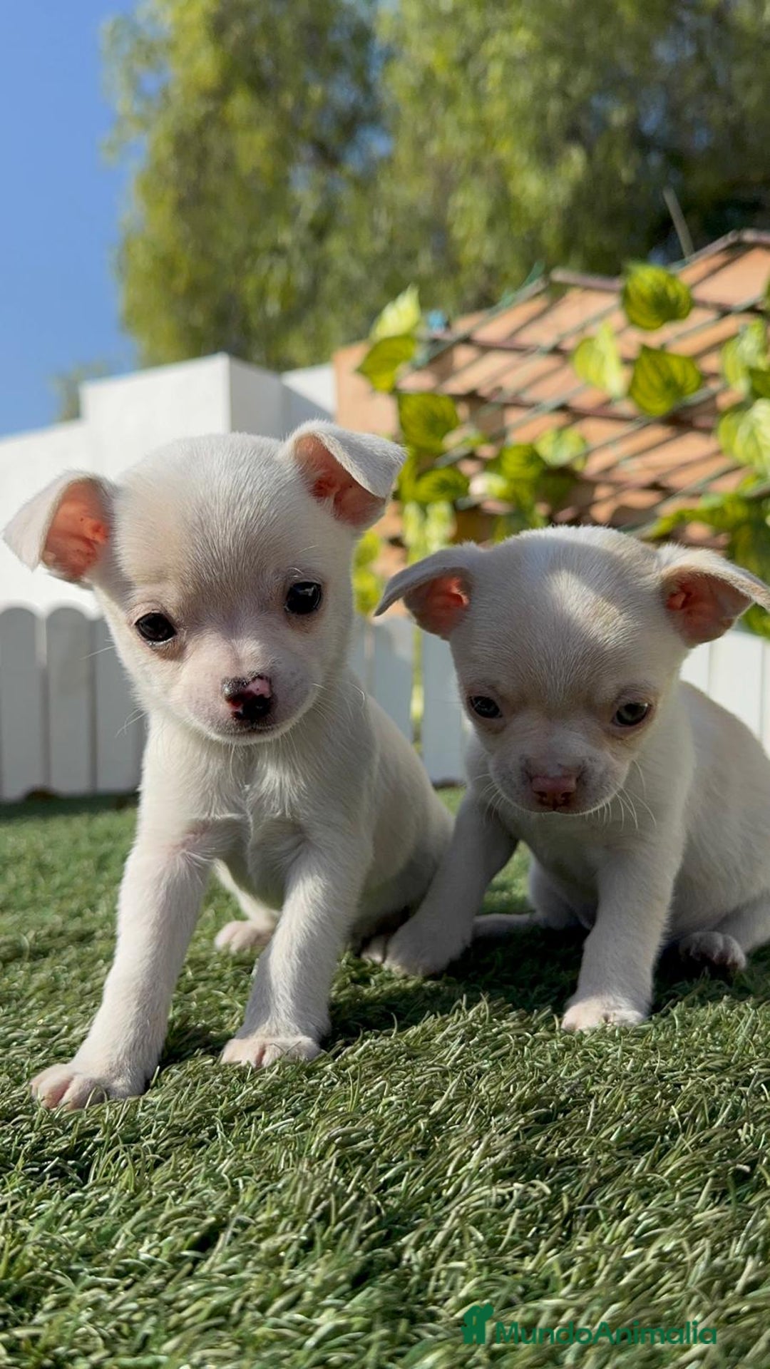 Chihuahua perros en venta: CHIHUAHUA MACHO - Anuncio 17