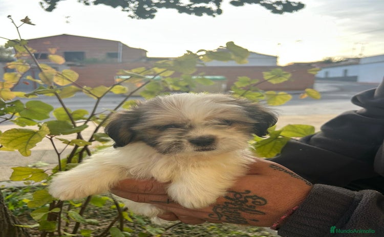 Shih Tzu perros - Anuncio 2