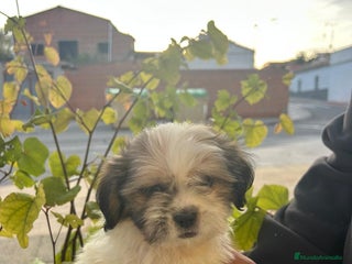 Shih Tzu perros - Anuncio 2