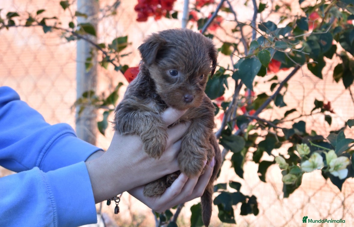 Yorkshire Terrier perros YORKSHIRE TERRIER CHOCOLATE EXÓTICOS DISPONIBLES - Anuncio 1