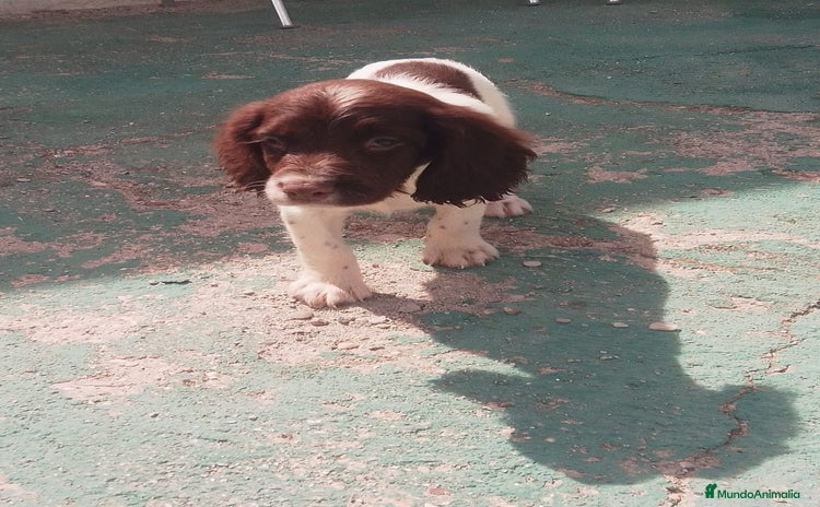 English Springer Spaniel perros - Anuncio 1