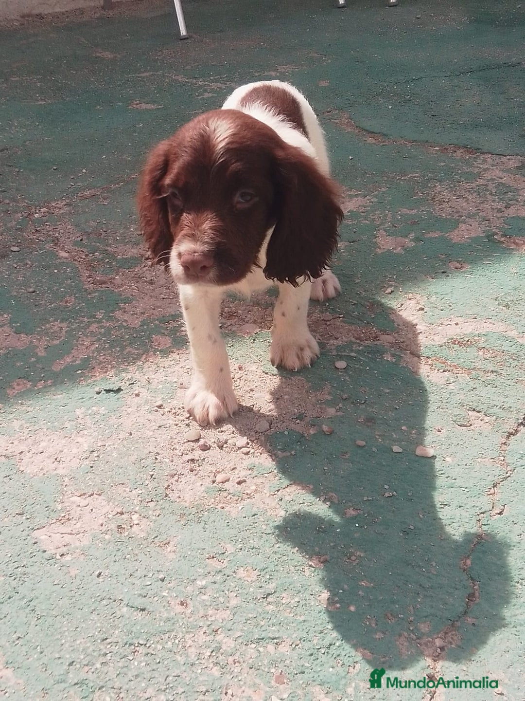 English Springer Spaniel perros en venta: Springer spaniel inglés - Imagen 1