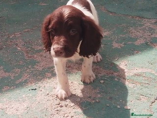 English Springer Spaniel perros - Anuncio 1