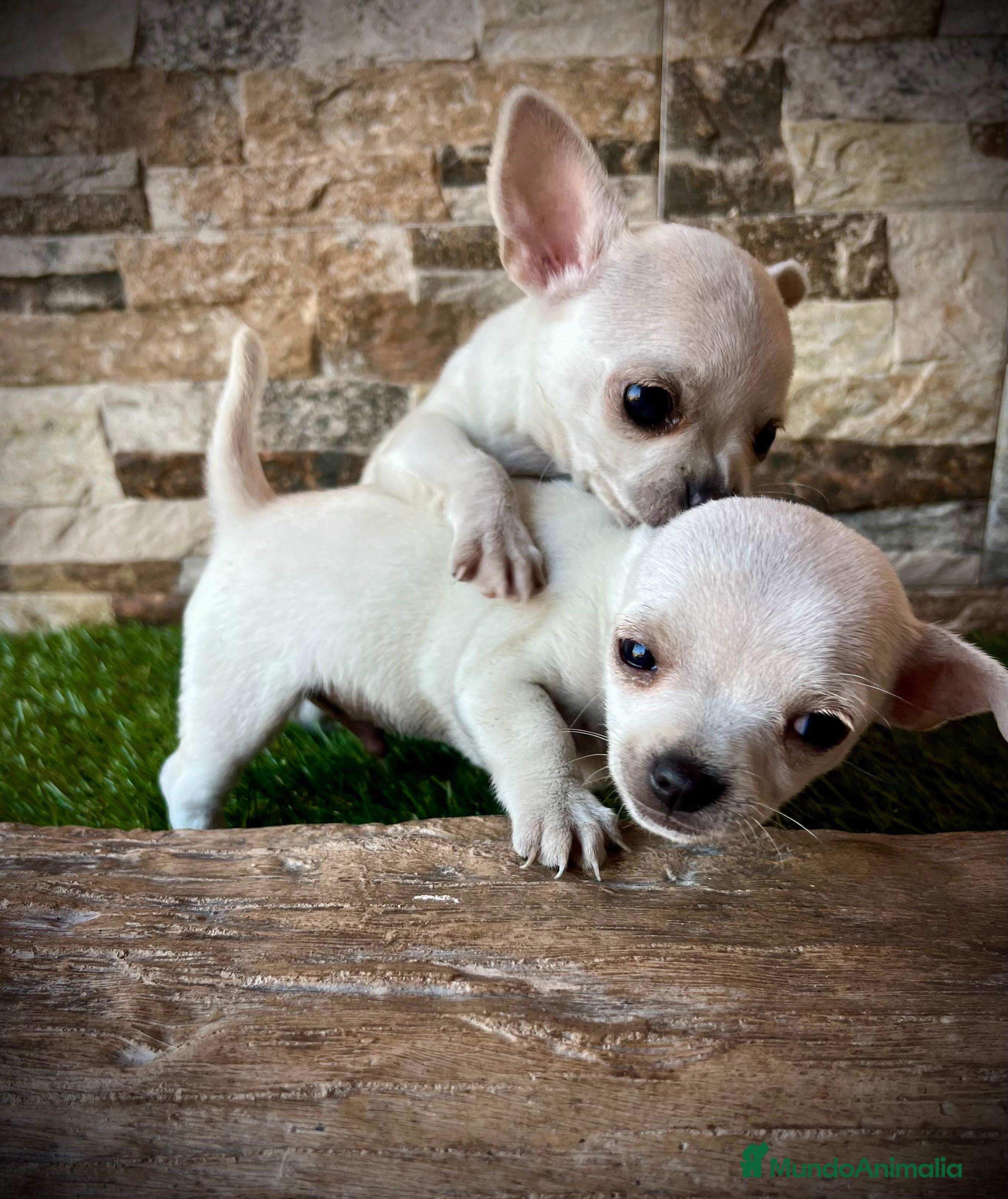 Chihuahua perros Chihuahuas crema  - Anuncio 1