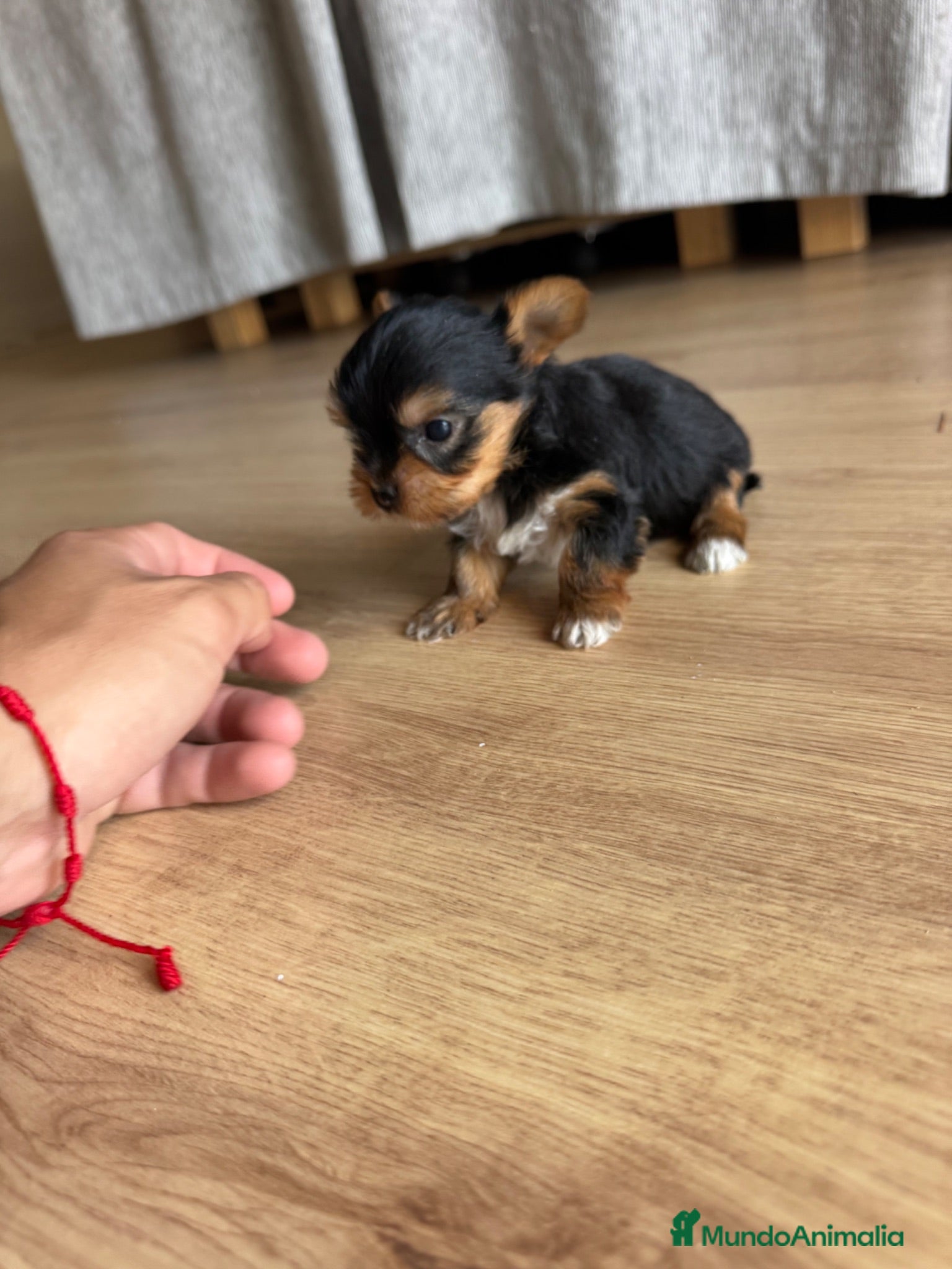 Yorkshire Terrier perros yorkshire toy  - Anuncio 1