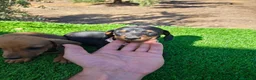 Teckel Miniatura perros en venta: Teckel miniatura  - Anuncio 6