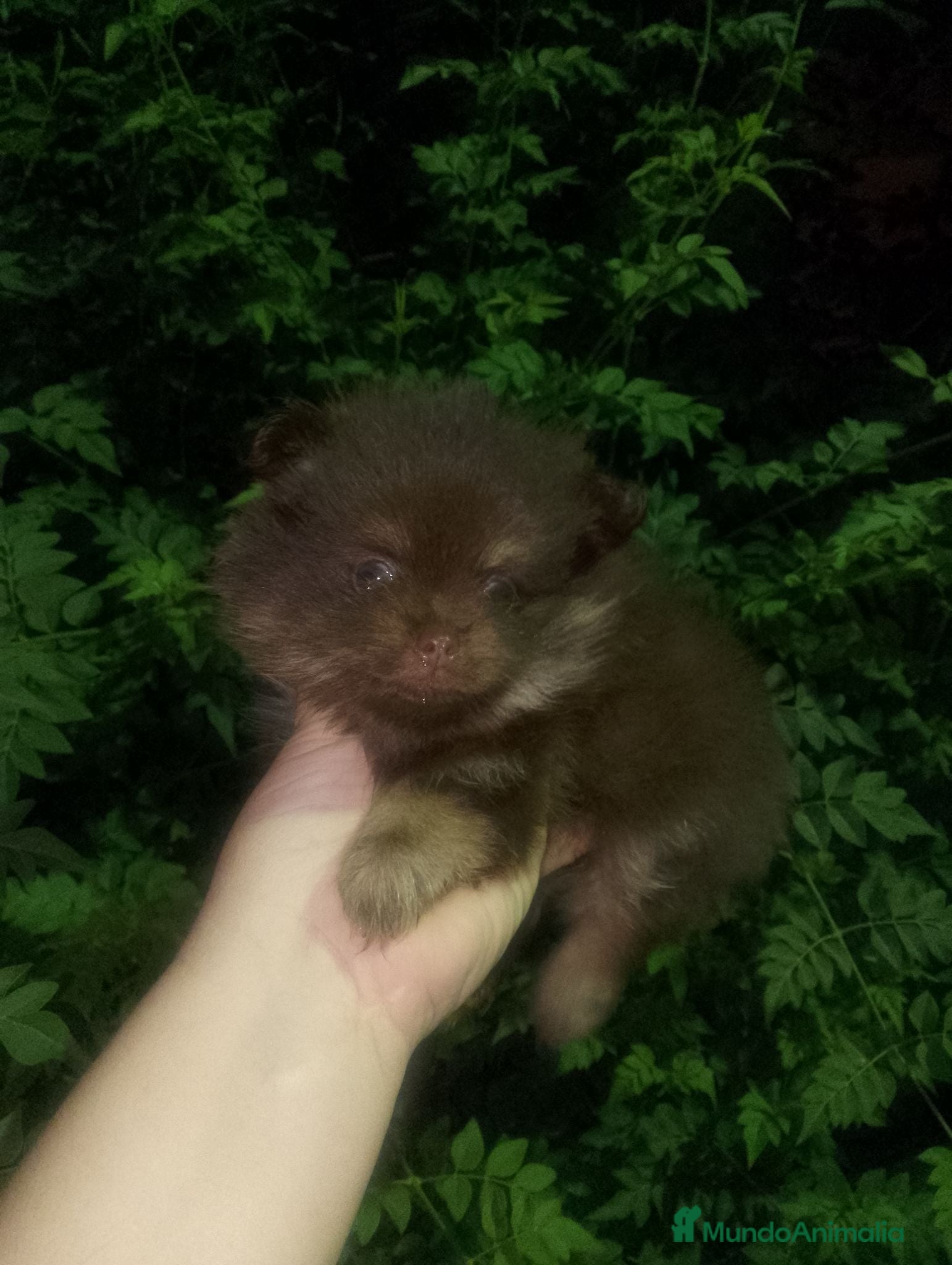 Pomerania perros Pomerania macho chocolate 850€ - Anuncio 9