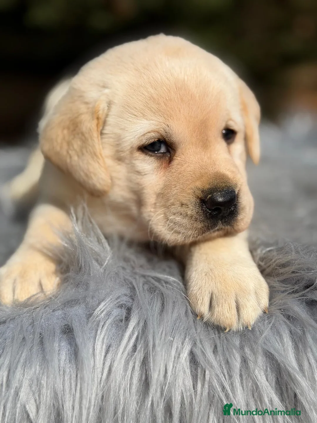 Labrador Retriever perros en venta: CAMADA LABRADOR AMARILLO DISPONIBLES - Anuncio 4