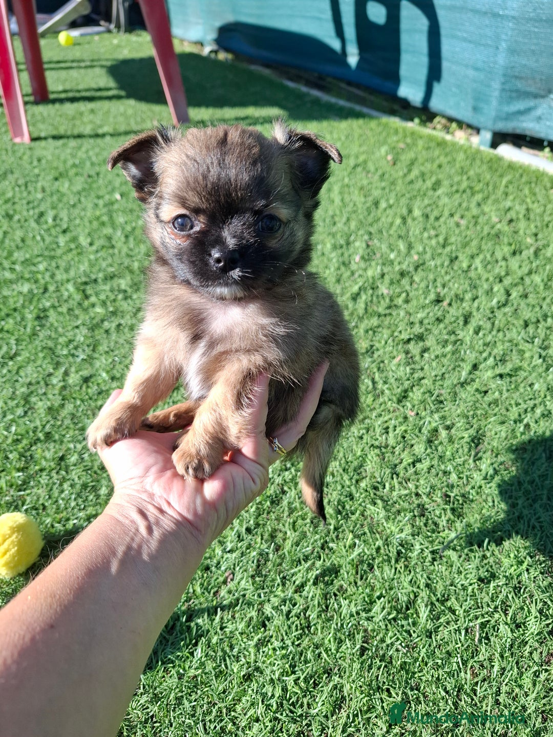 Chihuahua perros en venta: Chihuhua de pelo largo edpectacular - Anuncio 2