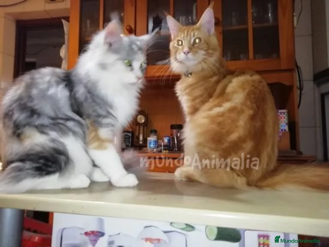 Imagen de galería {{count}}