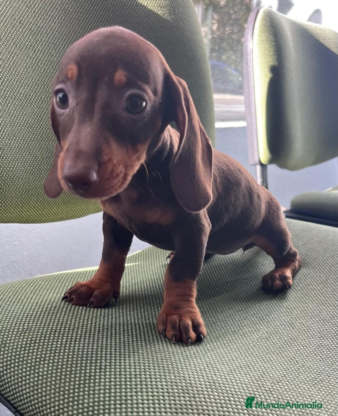 Teckel Miniatura perros Teckel miniatura - Anuncio 4