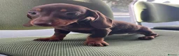 Teckel Miniatura perros en venta: Teckel miniatura - Anuncio 1