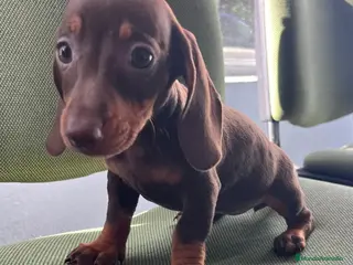 Teckel Miniatura perros Teckel miniatura - Anuncio 4
