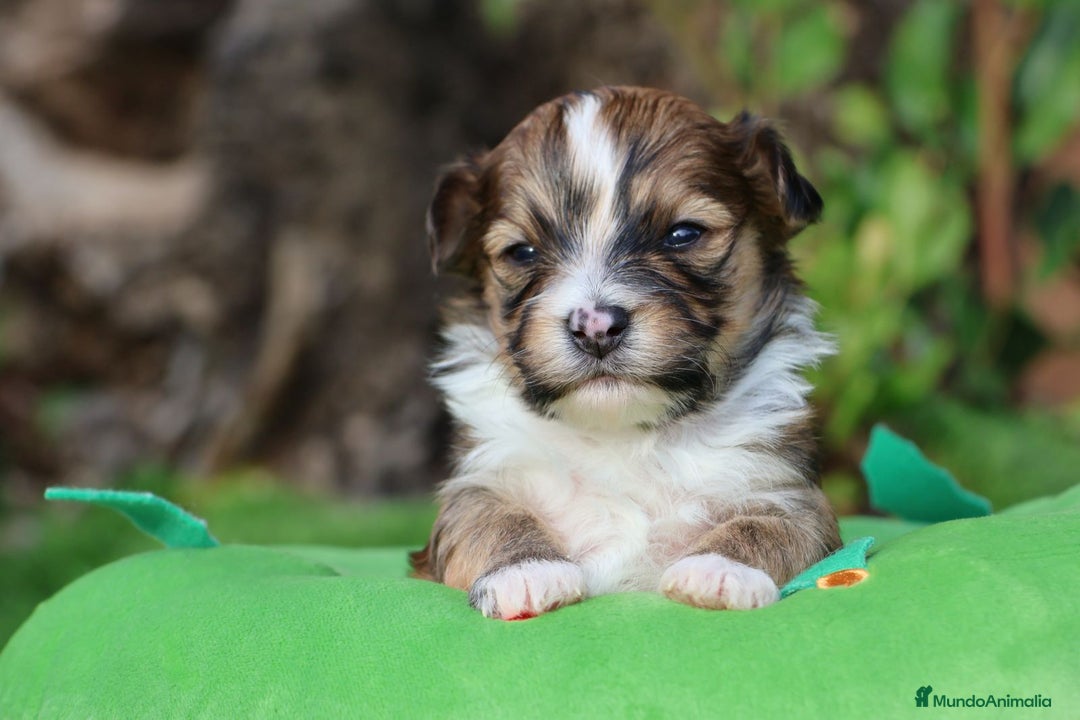 Bichón Habanero perros en venta: Camada de los Reyes Magos - Anuncio 16
