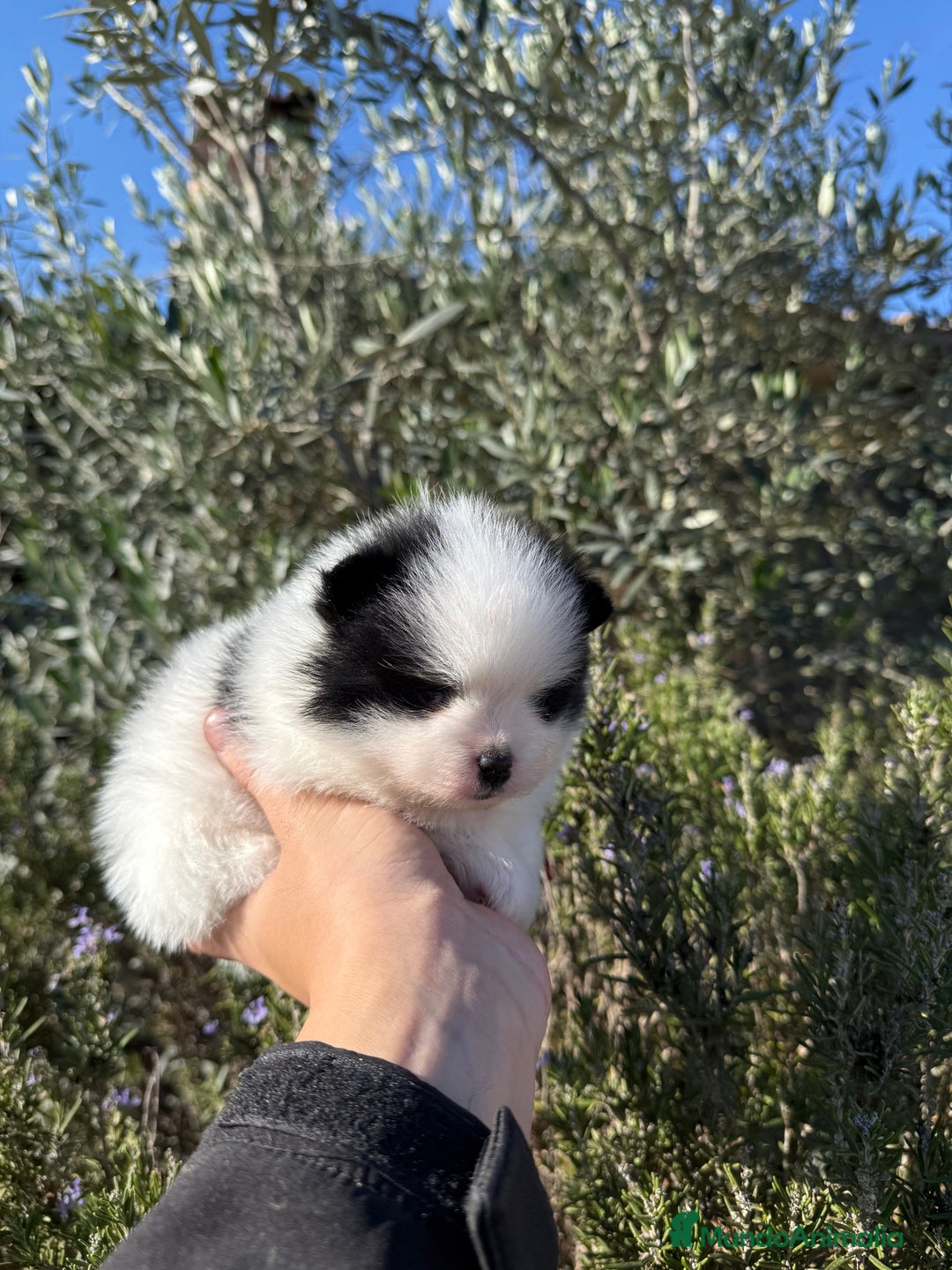 Pomerania perros en venta: Pomerania Toy - Anuncio 4