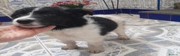 Border Collie perros en venta: BORDER COLLIE - Anuncio 1