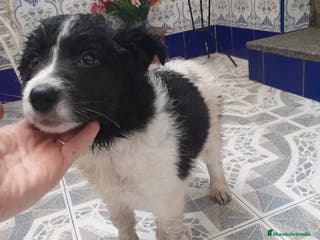 Border Collie perros BORDER COLLIE - Anuncio 1