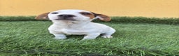 Jack Russell Terrier perros en venta: Macho de Jack Russell Terrier  - Anuncio 2