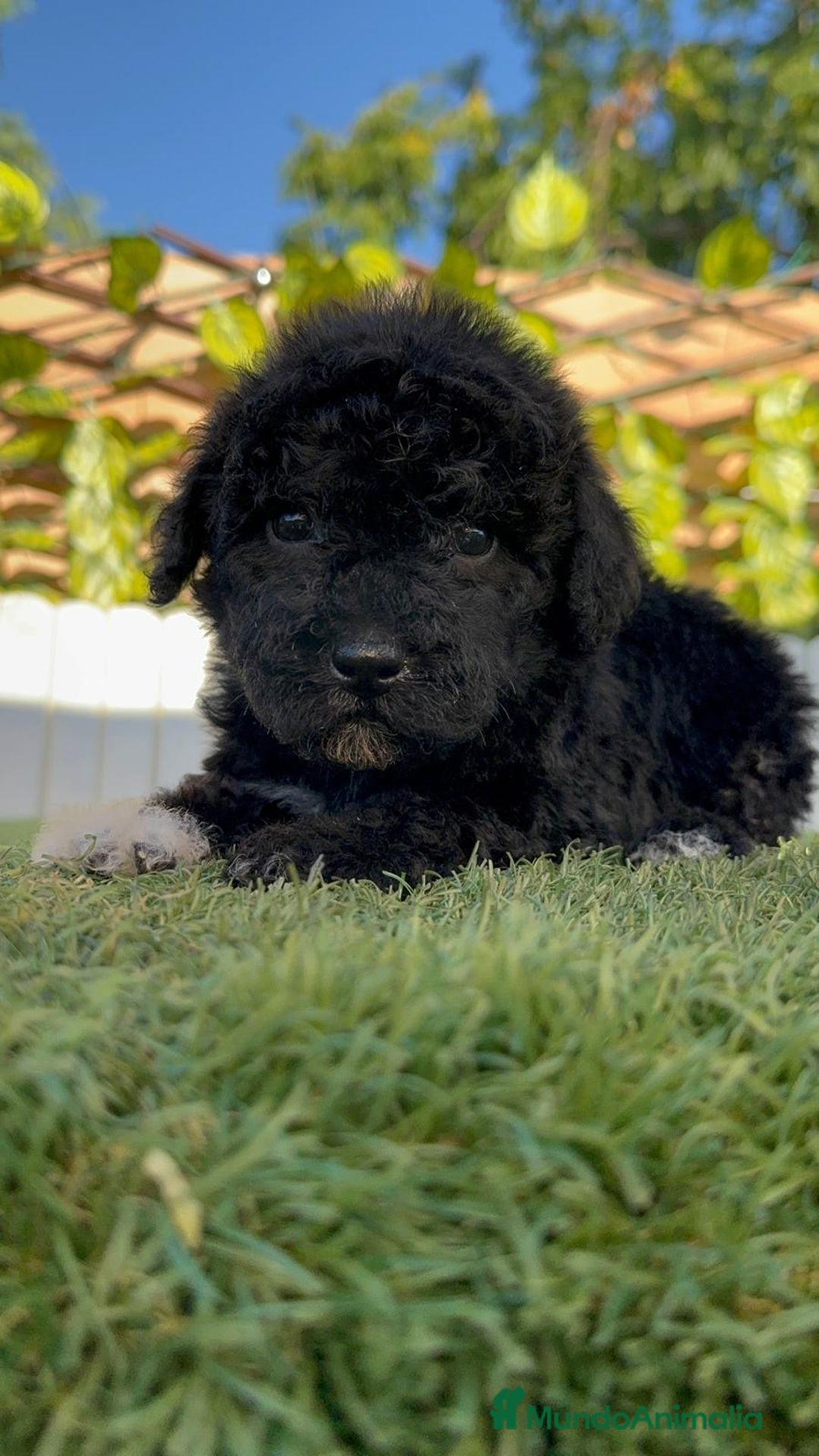 Perro de Agua Español perros en venta: PERRO DE AGUA HEMBRA - Imagen 18