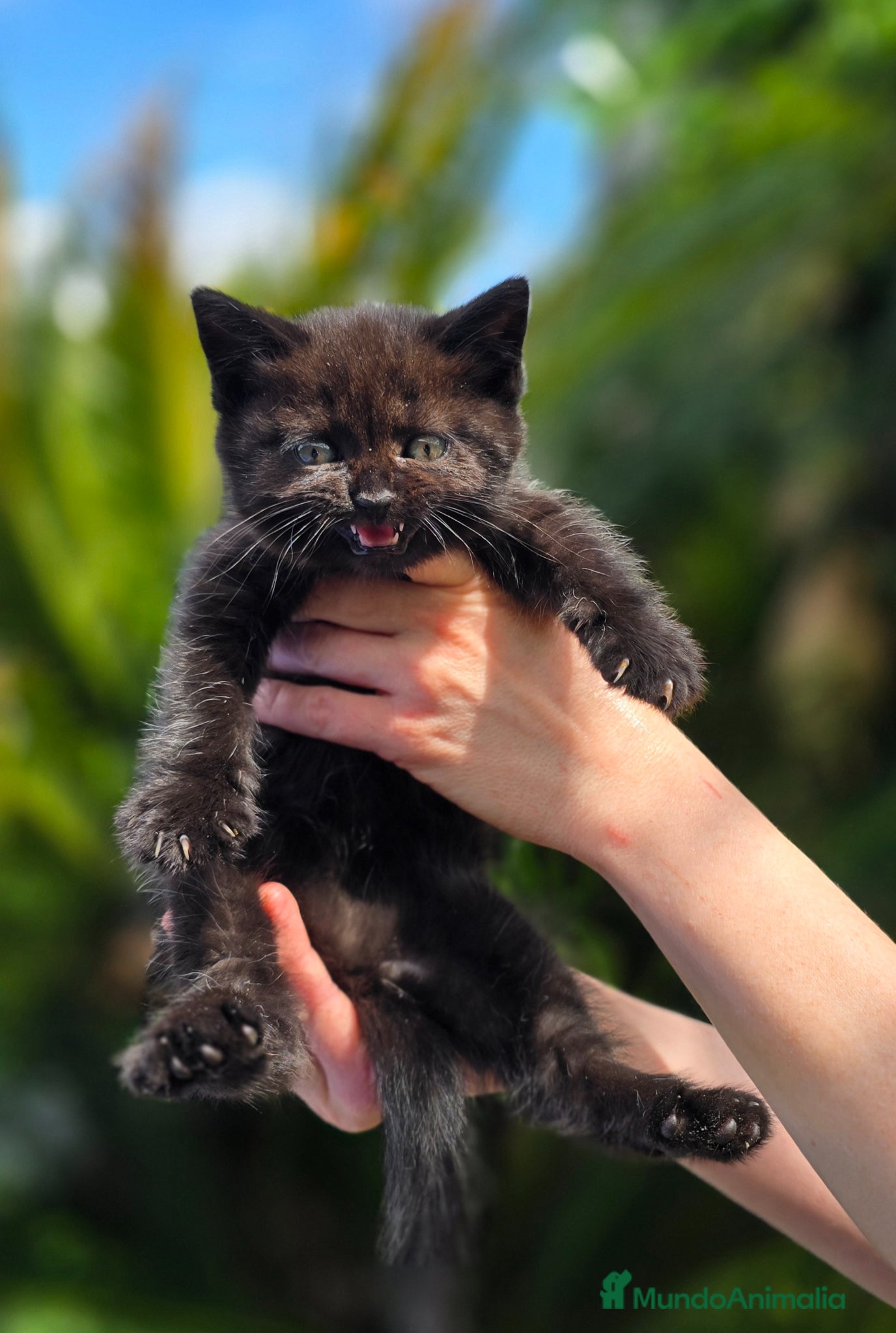 Británico de Pelo Corto gatos Gatcot.com - Anuncio 22