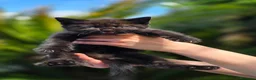 Británico de Pelo Corto gatos en venta: Gatcot.com - Anuncio 1