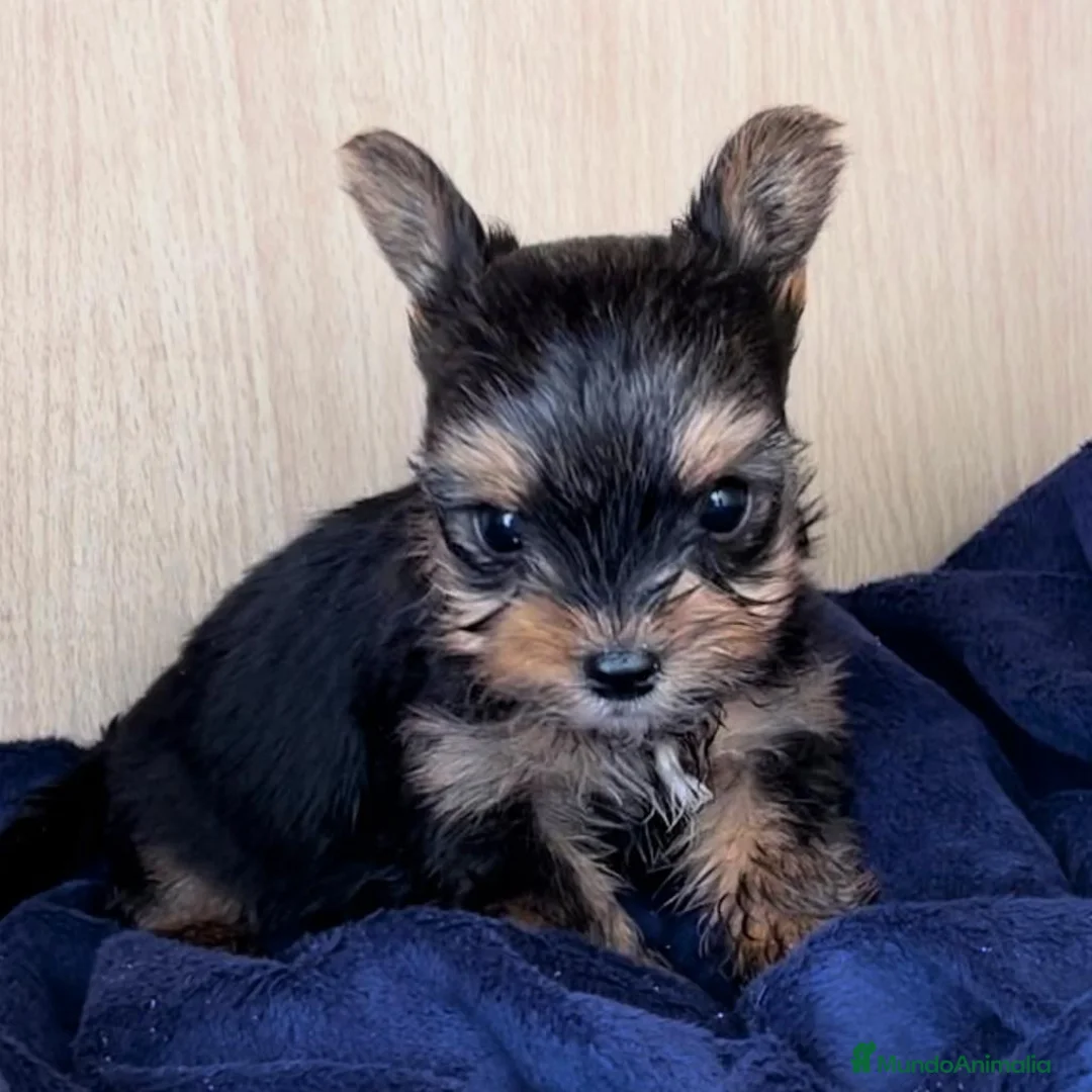 Yorkshire Terrier perros en venta: YORKSHIRE TERRIER TOY  - Anuncio 1