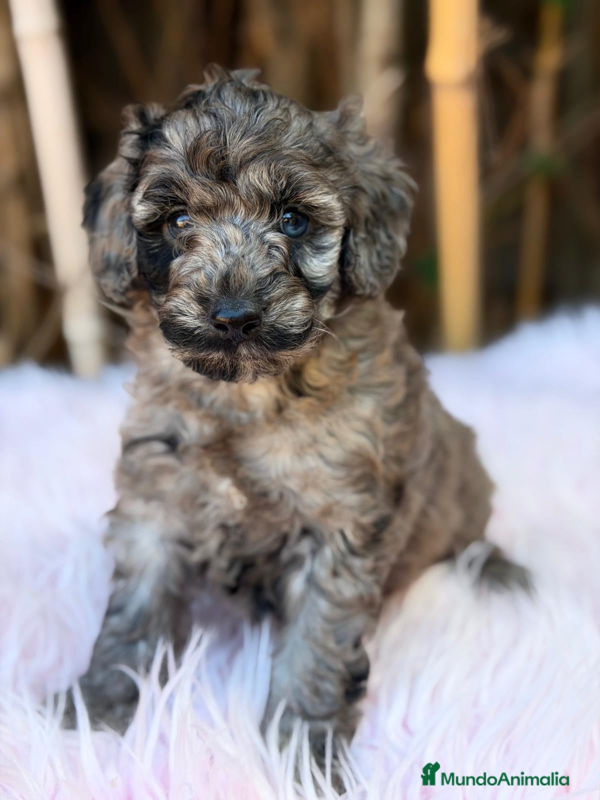 Caniche Mediano perros Hembra caniche mediano merle  - Anuncio 3