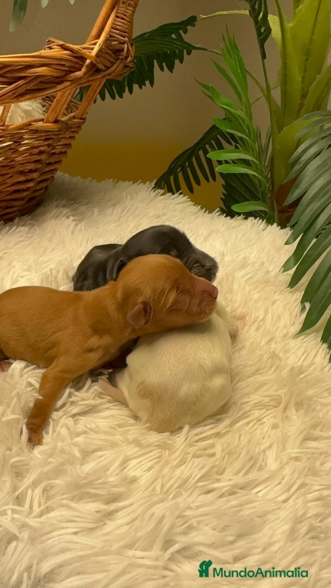 Cocker Spaniel Inglés perros en venta: COCKER SPANIEL INGLES - Anuncio 13