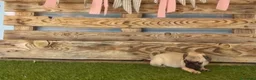 Carlino - Pug perros en venta: Cachorros de carlino🐶🐾 en Málaga - Anuncio 3