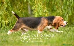 Beagle perros en venta: Beagle Disponible: Energía, Lealtad y Alegría 🎯 en Burgos - Imagen 4