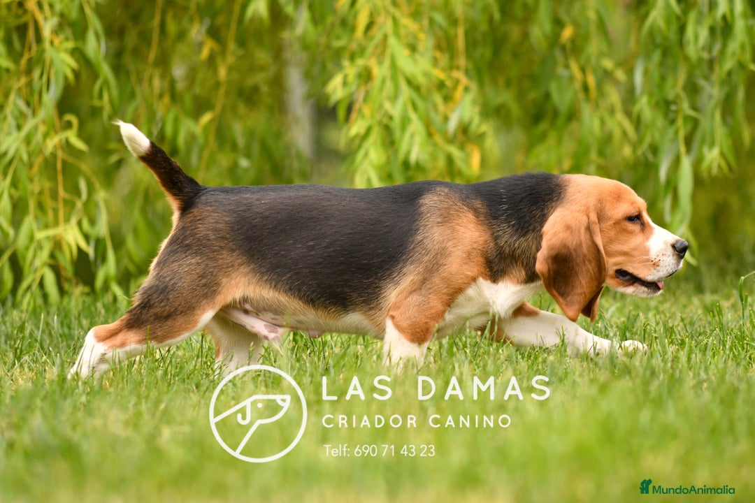 Beagle perros en venta: Beagle Disponible: Energía, Lealtad y Alegría 🎯 en Burgos - Imagen 4