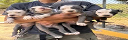 American Staffordshire-Terrier perros en venta: Amstaff - Anuncio 2