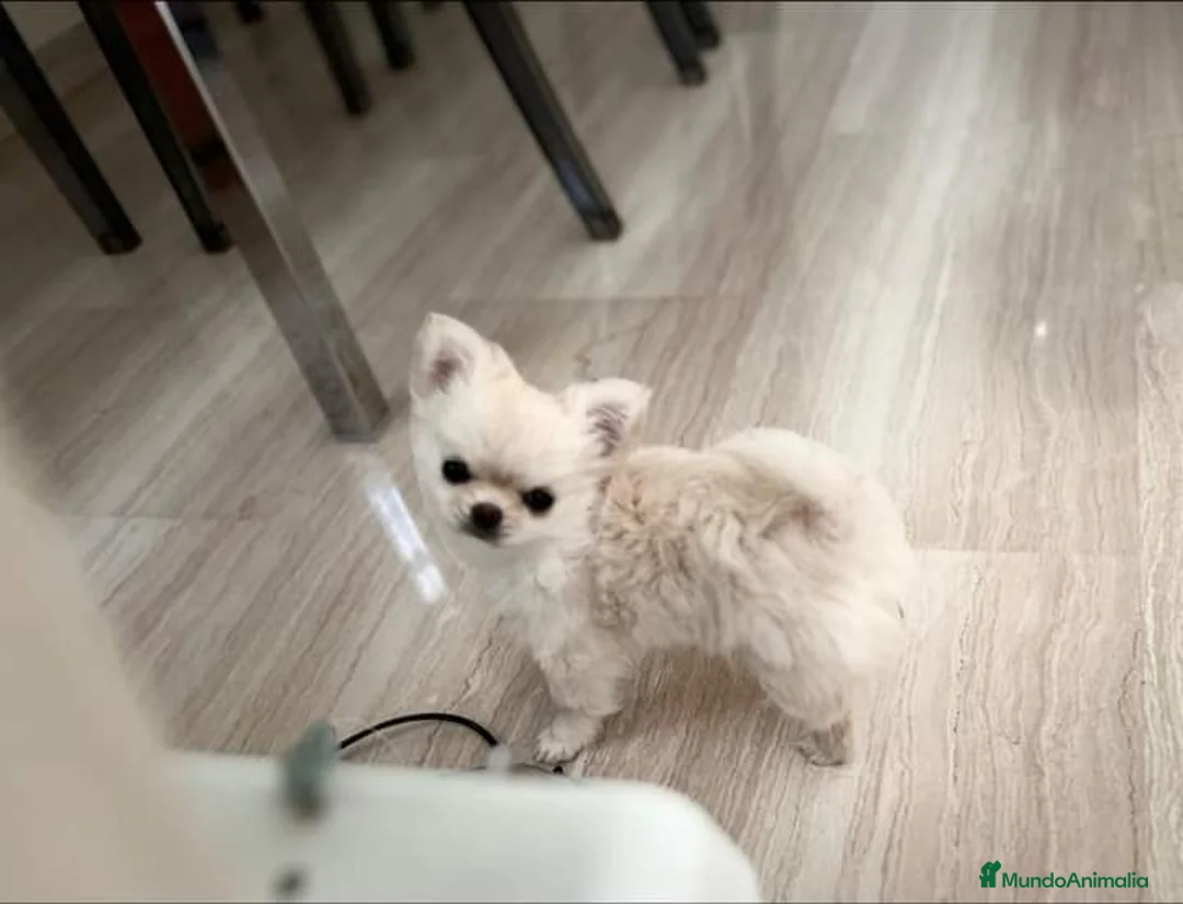 Imagen de galería {{count}}