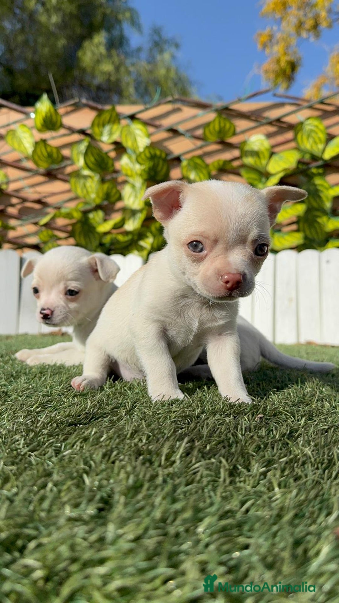 Chihuahua perros en venta: CHIHUAHUA MACHO - Anuncio 6