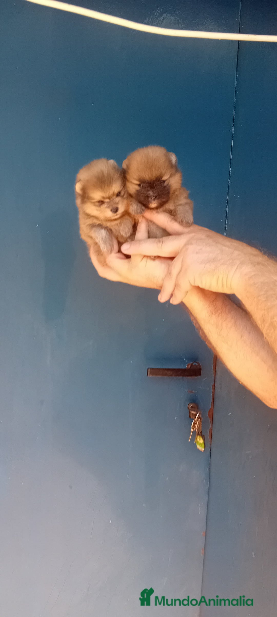 Pomerania perros en venta: ⚜️ Pomerania ositos Boo 🐾⚜️ - Imagen 5