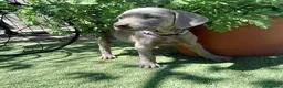 Weimaraner perros en venta: BRACO DE WEIMAR - Anuncio 29