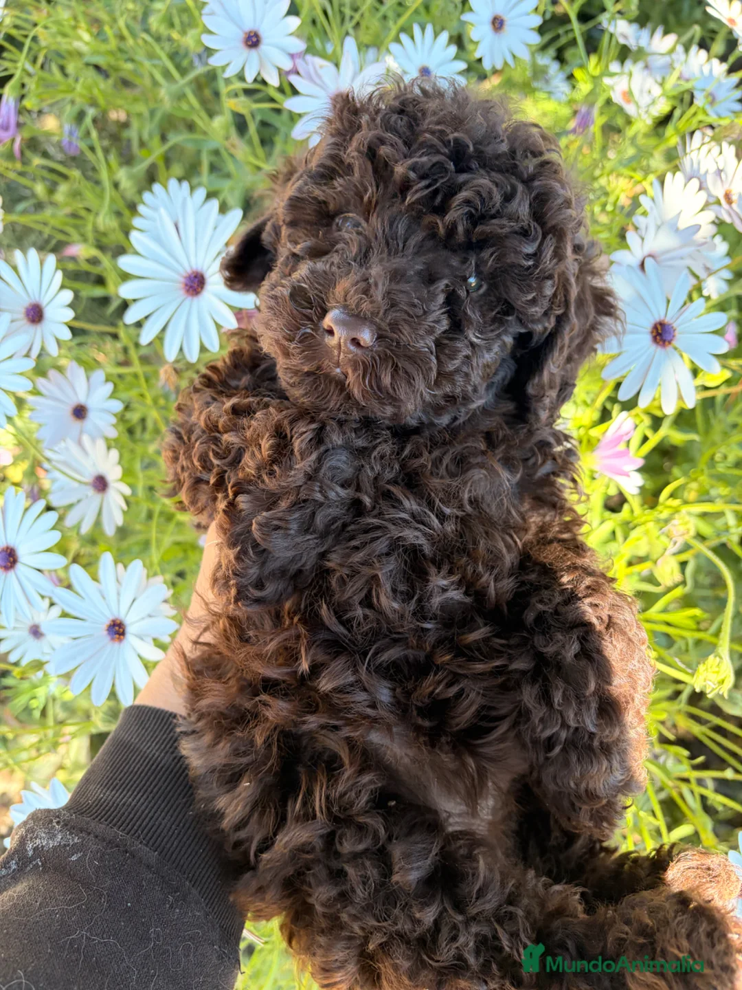 Raza Mixta perros en venta: Caniche chocolate  - Anuncio 2