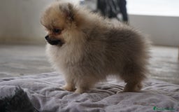 Pomerania perros en venta: 🔥 Sparky – Pomerania Mini Toy rojo 🐾 - Imagen 1