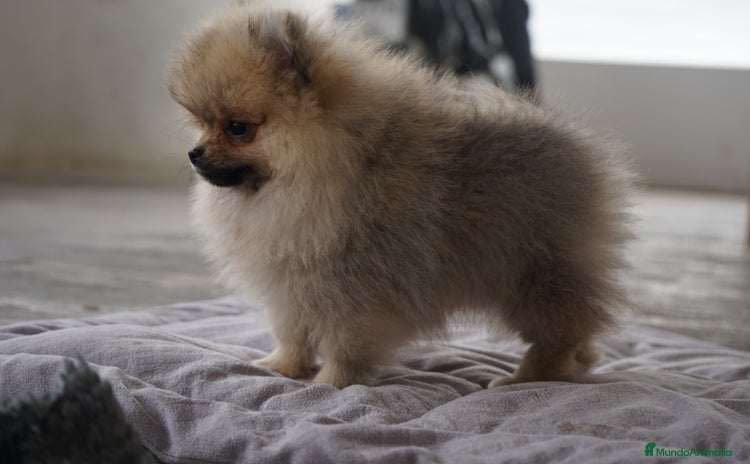 Pomerania perros - Anuncio 5