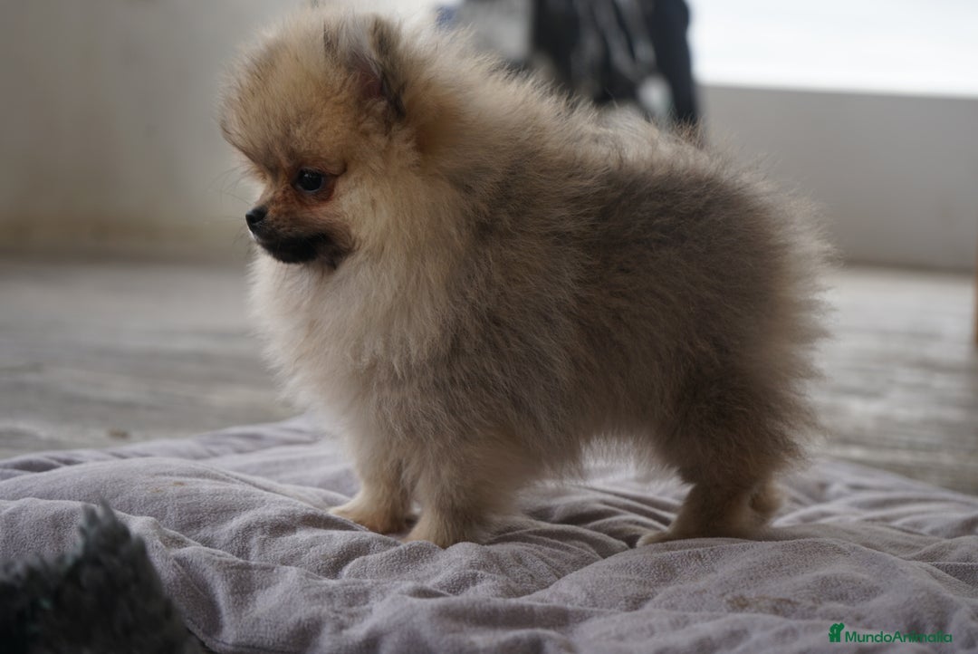 Pomerania perros en venta: 🔥 Sparky – Pomerania Mini Toy rojo 🐾 - Imagen 1