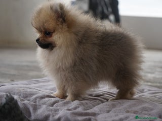 Pomerania perros - Anuncio 1