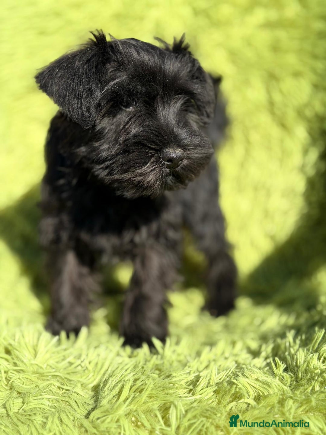 Schnauzer Miniatura perros en venta: SCHNAUZER MINIATURA NEGRO  - Anuncio 3