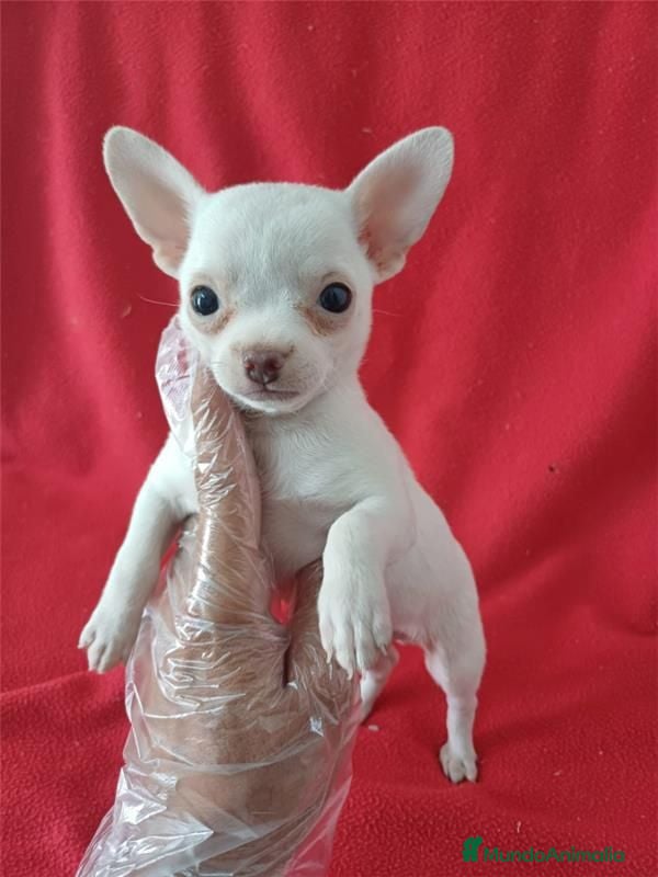 Chihuahua perros Chihuahua  - Anuncio 1