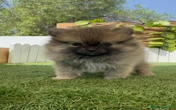 Pomerania perros en venta: POMERANIA MACHO - Imagen 21