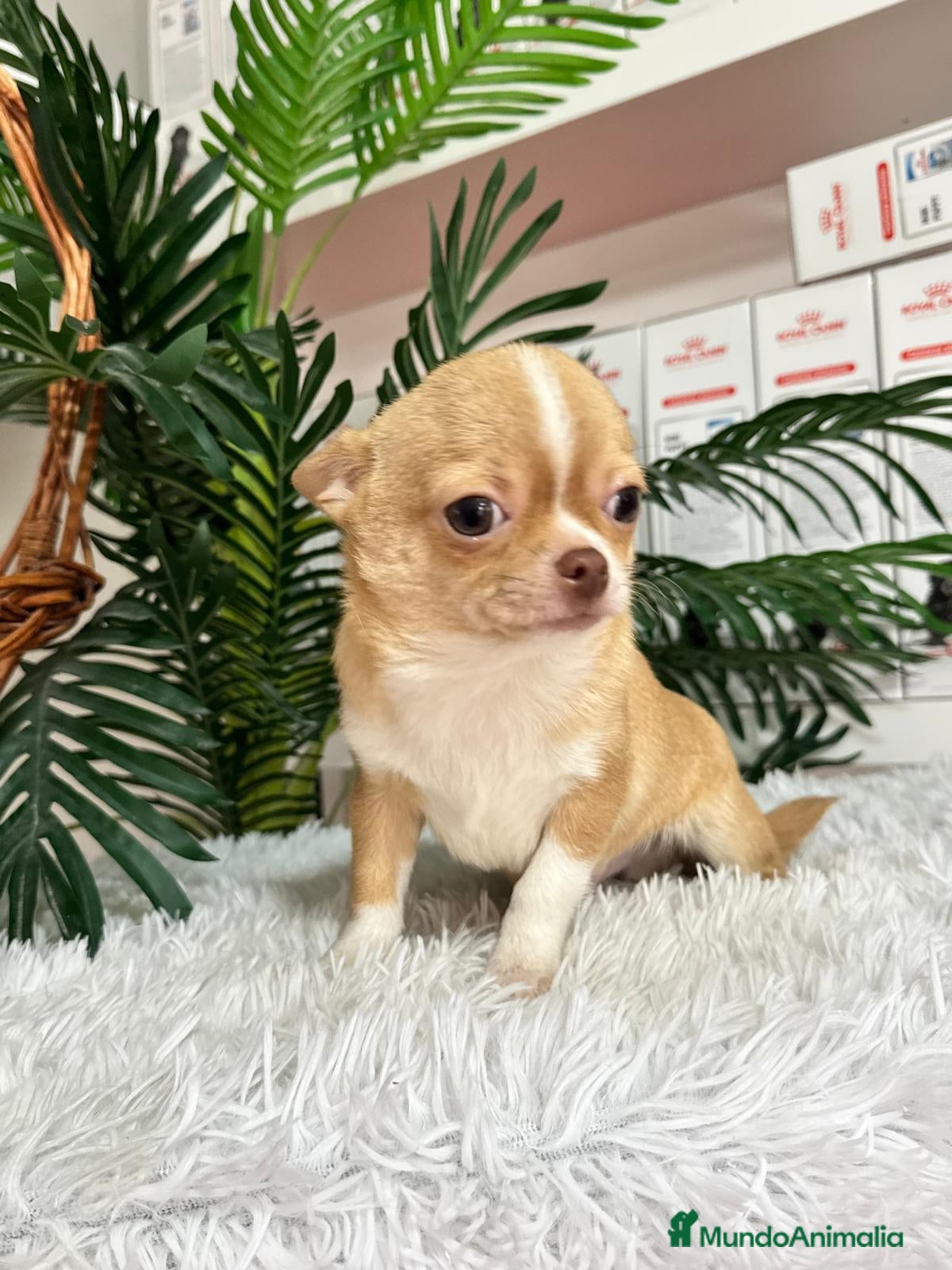 Chihuahua perros CHIHUAHUA MACHO ADULTO - Anuncio 2
